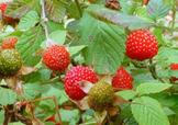 野草莓就是覆盆子嗎？覆盆子和野草莓的區(qū)別
