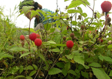 野草莓能吃嗎？野草莓圖片