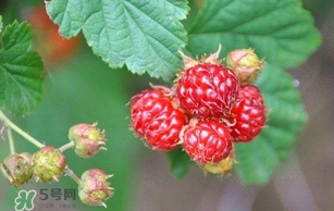 野草莓就是覆盆子嗎？覆盆子和野草莓的區(qū)別