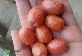 羊奶果可以連皮吃嗎？羊奶果的皮可以吃嗎