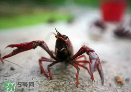 小龍蝦什么時候最好釣？什么時候可以釣小龍蝦？