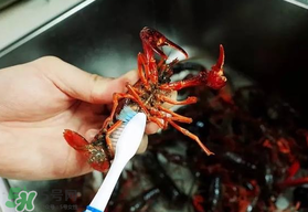 野生小龍蝦什么時候有？野生小龍蝦幾月份有？