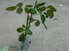 月季5月能插活嗎？月季花五月能插活嗎？