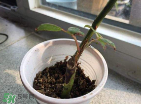 月季5月能插活嗎？月季花五月能插活嗎？