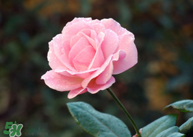 月季花5月扦插當(dāng)年會開花嗎？月季花的花期