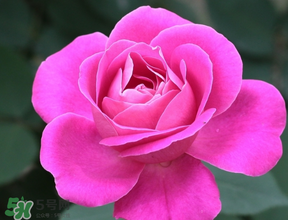 月季花5月扦插當(dāng)年會開花嗎？月季花的花期