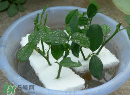 月季花什么時候插最好活？月季花怎么扦插成活率高？