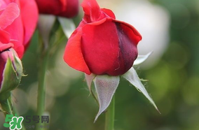月季從有花苞到開花需要多久？月季花苞到開花要多久？