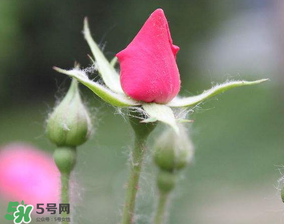 月季從有花苞到開花需要多久？月季花苞到開花要多久？