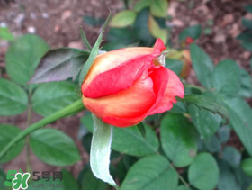 月季從有花苞到開花需要多久？月季花苞到開花要多久？