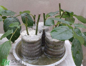 扦插的月季多久會(huì)開(kāi)花？扦插月季多久可開(kāi)花？
