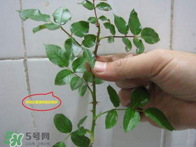 扦插的月季多久會(huì)開(kāi)花？扦插月季多久可開(kāi)花？