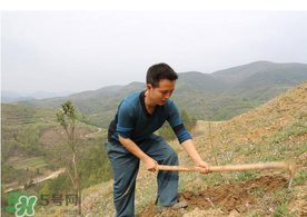 五月份能種樹嗎？五月份種樹能活嗎？
