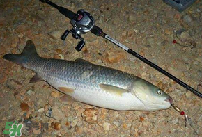 五月份能釣草魚嗎？五月份釣草魚用什么餌料？
