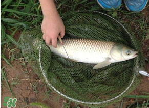 五月份能釣草魚嗎？五月份釣草魚用什么餌料？