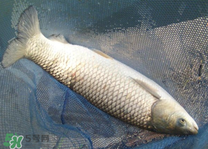 5月份怎么釣草魚？五月份怎么釣草魚？