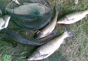 5月份怎么釣草魚？五月份怎么釣草魚？