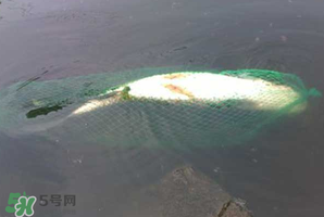 5月份怎么釣草魚？五月份怎么釣草魚？
