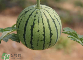 五月份可以種西瓜嗎？五月份怎么種西瓜？