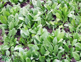 ?五月份能種菠菜嗎？5月份可以種菠菜嗎？