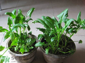 ?五月份能種菠菜嗎？5月份可以種菠菜嗎？