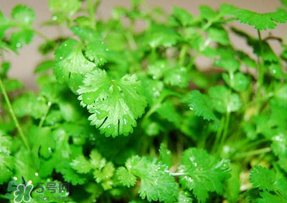 5月份能種香菜嗎？五月份能種香菜嗎？