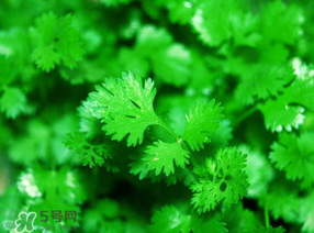 5月份能種香菜嗎？五月份能種香菜嗎？