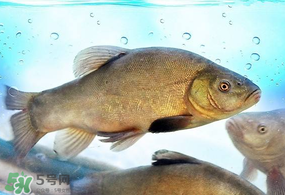 ?五月份吃什么魚？5月份吃什么魚？