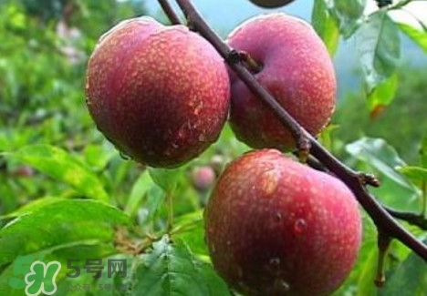 三華李種植幾年可掛果？三華李什么時候種植