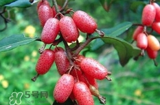 羊奶子有什么藥用價(jià)值？羊奶子有什么功效