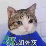 紀(jì)梵希黑色頰彩霜怎么樣？紀(jì)梵希黑色腮紅多少錢(qián)？