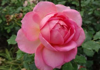月季花5月扦插當(dāng)年會開花嗎？月季花的花期