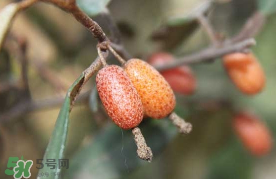 羊奶果怎么吃？羊奶果怎么種