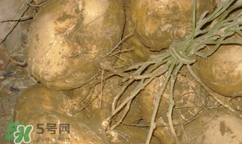孕婦可以吃土瓜嗎？孕婦能吃土瓜嗎？