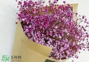 滿天星多少錢一束2017？滿天星多少錢一支2017？