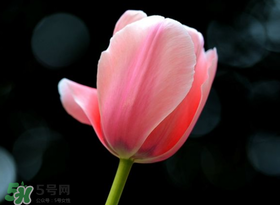 母親節(jié)可以送郁金香嗎？為什么母親節(jié)送郁金香？