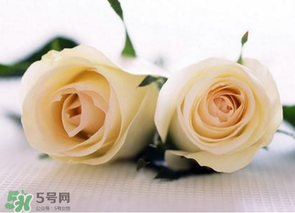 母親節(jié)可以送白玫瑰嗎？白玫瑰適合送什么人？