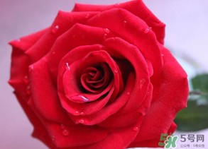 母親節(jié)送什么顏色的玫瑰花？母親節(jié)送幾朵玫瑰花？