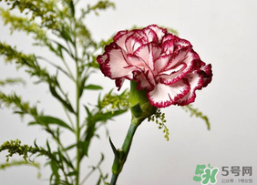 康乃馨可以放多久？康乃馨怎么養(yǎng)？