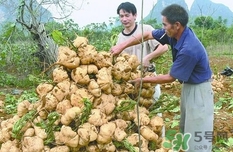 生吃土瓜有什么好處？土瓜生吃的功效與作用