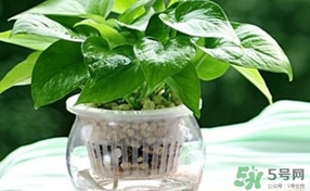 綠蘿葉子發(fā)黃怎么辦？綠籮多久澆一次水？