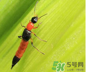 隱翅蟲和蚊蟲的區(qū)別？隱翅蟲和蚊蟲有什么不一樣？