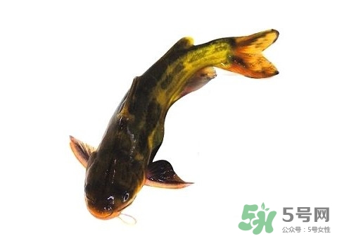 黃顙魚有毒嗎？黃顙魚的營養(yǎng)價值