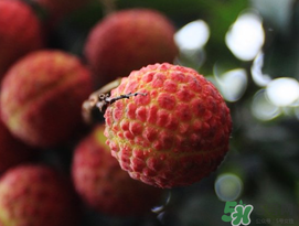 五月份有荔枝嗎？5月份有荔枝嗎？