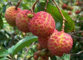 五月份有荔枝嗎？5月份有荔枝嗎？