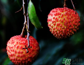 五月份有荔枝嗎？5月份有荔枝嗎？