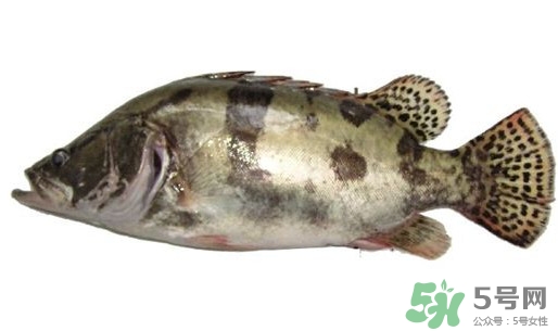 鱖魚(yú)怎么讀？鱖魚(yú)是什么魚(yú)