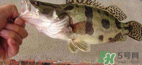 鱖魚是海魚嗎？鱖魚是淡水魚還是海魚