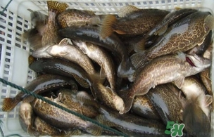 鱖魚是桂魚嗎？鱖魚和桂魚的區(qū)別