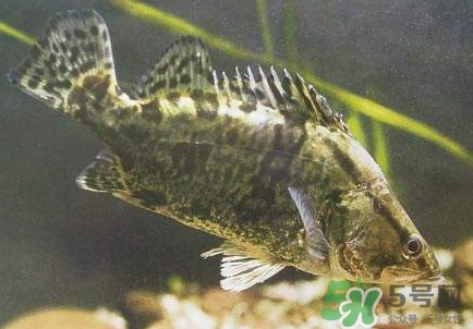 鱖魚(yú)怎么養(yǎng)？鱖魚(yú)養(yǎng)殖技術(shù)